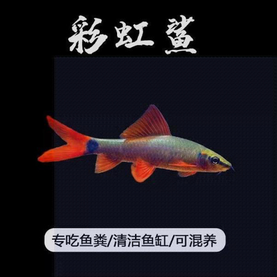 彩虹鲨清道夫淡水鱼清洁鱼缸藻类残渣鱼粪工具鱼热带观赏鱼吃粪便