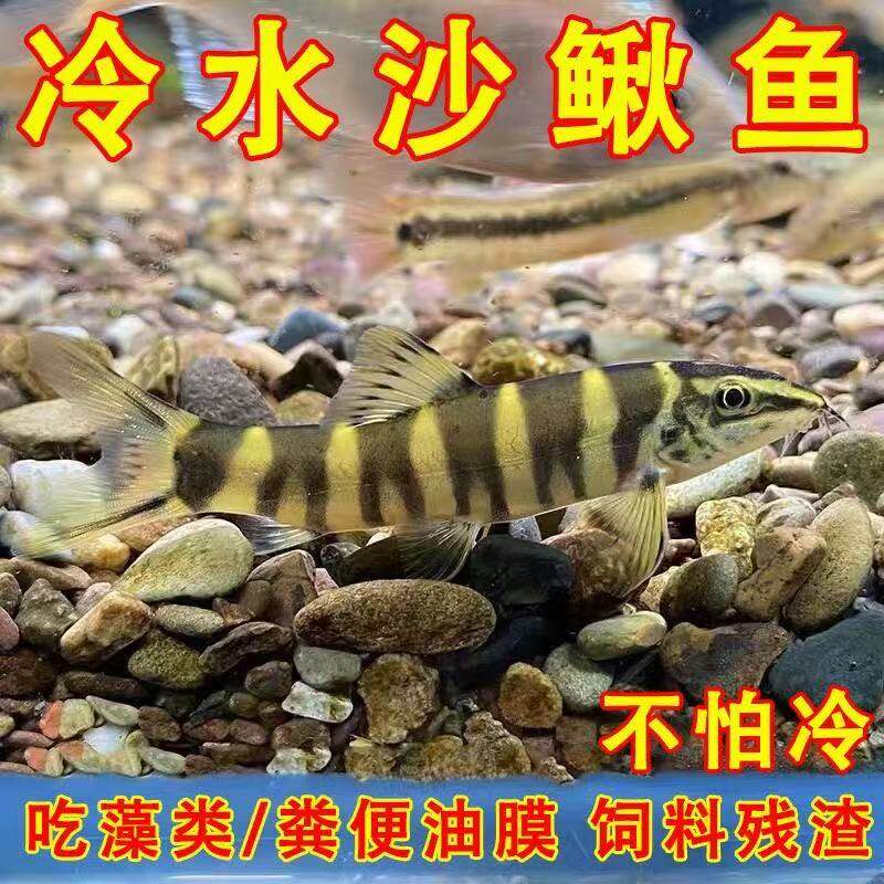 壮体沙鳅 冷水清道夫鱼 九间鼠 双吸盘吸鳅 除藻吃垃圾翻砂推土鱼