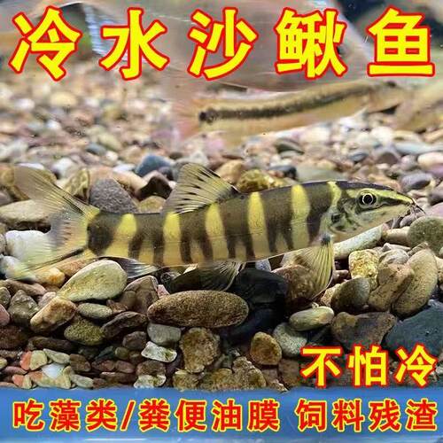 壮体沙鳅 冷水清道夫鱼 九间鼠 双吸盘吸鳅 除藻吃垃圾翻砂推土鱼