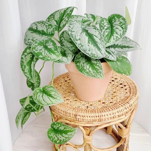 绿萝盆栽室内好养水培植物大叶银斑葛吸甲醛办公桌面花卉四季 常青