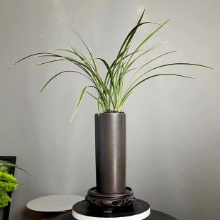 【桌面兰花盆栽】金边春兰铭品（皎月）浓香室内绿植花卉好养带盆