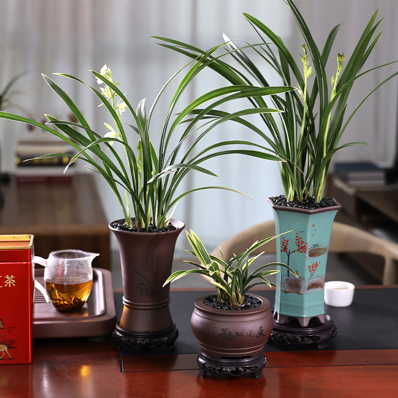 兰花盆栽好养名贵四季桌面室内