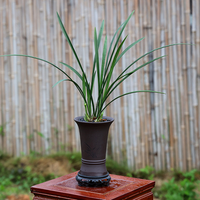 [高级感]兰媒兰花盆栽四季素心细叶浓香书房好养绿植带紫砂盆