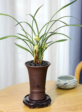 高级感兰花紫砂盆春兰浓香型阳台
