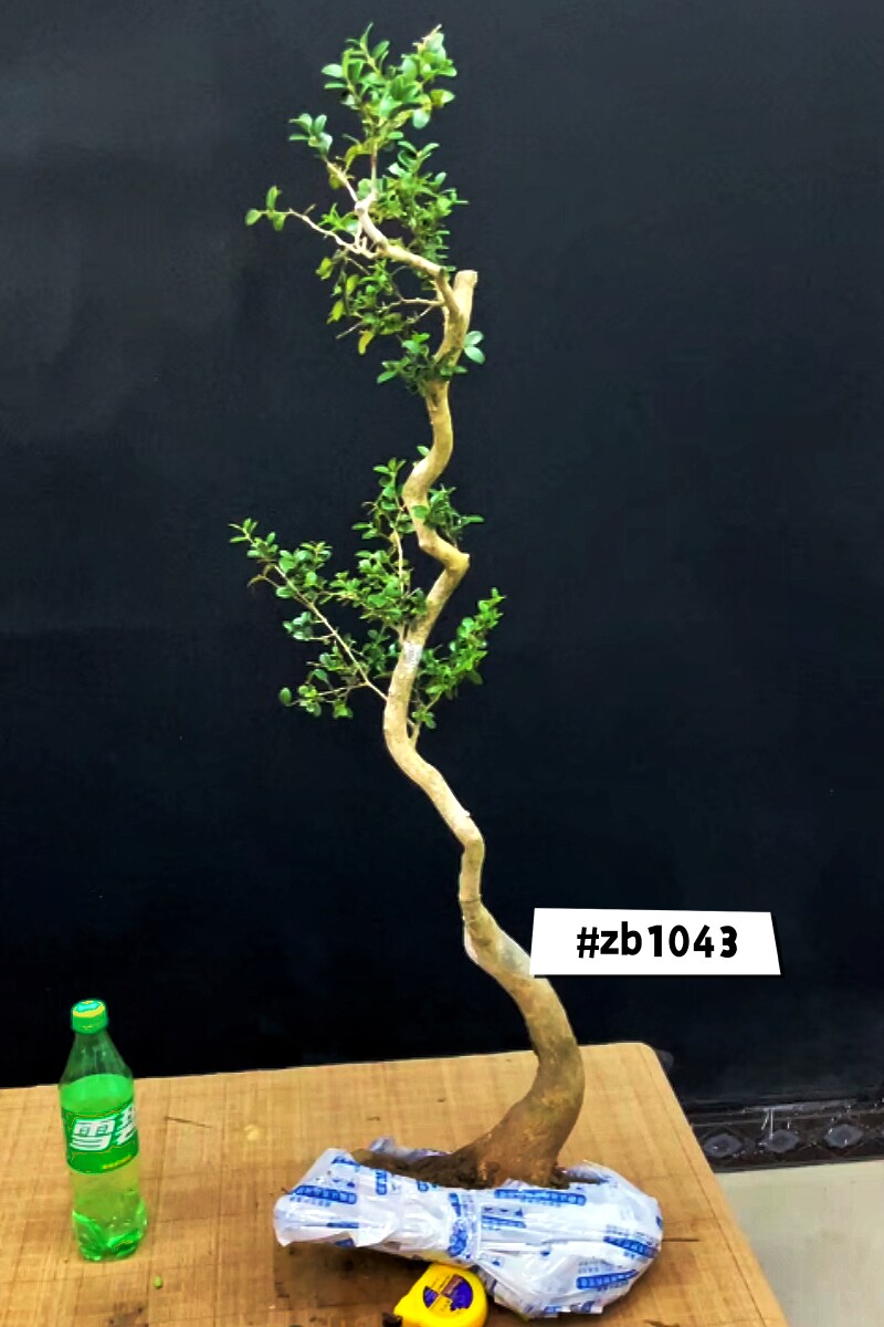 【熟桩】一物一拍恩施白皮瓜子黄杨临水悬崖文人多杆子母盆景素材