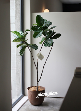 THE ONE | 蔷薇之光 多杆造型琴叶榕 北欧大型落地观叶绿植