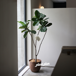 多杆造型琴叶榕 蔷薇之光 北欧大型落地观叶绿植 ONE THE