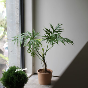 THE ONE | 蔷薇之光 瓦萨维奇蔓绿绒 羽叶植物室内造型观叶绿植