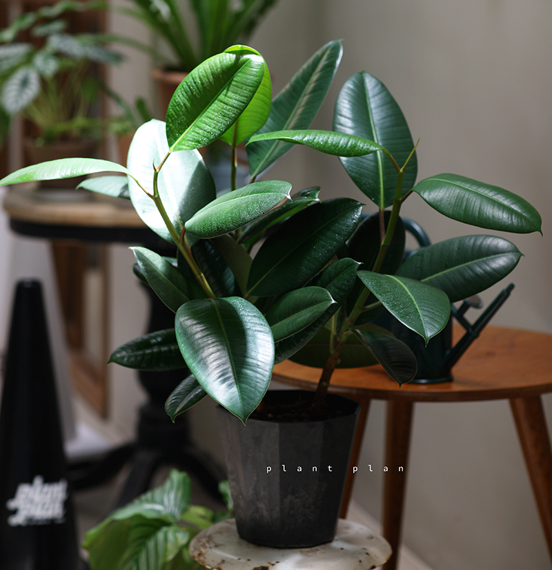 新手不踩坑闭眼入净化空气绿植