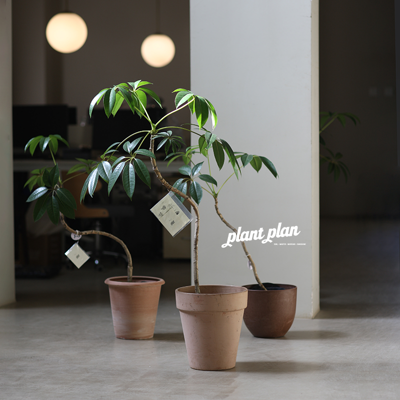 日本大叶伞网红植物净化空气