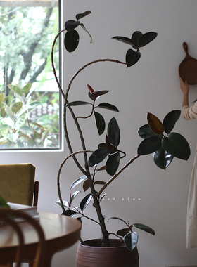 THE ONE | 蔷薇之光 大型造型橡皮树  北欧大型落地观叶绿植