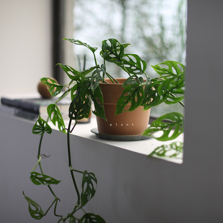 新手小型空间书架攀藤室内植物