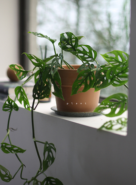 GIFTS | 礼物系列  攀藤品种  尖叶孔洞芋 多孔仙洞龟背竹