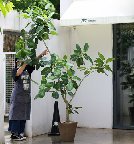 多图挑选大型高山榕青叶四季盆栽
