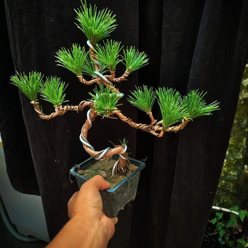 造型黑松老桩小苗盆景短针绿植四季常青耐寒迎客松阳台室内黑松