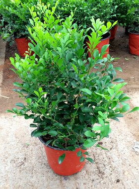 九里香盆栽绿植物 室内净化空气观叶盆景十里香花苗浓香四季常绿