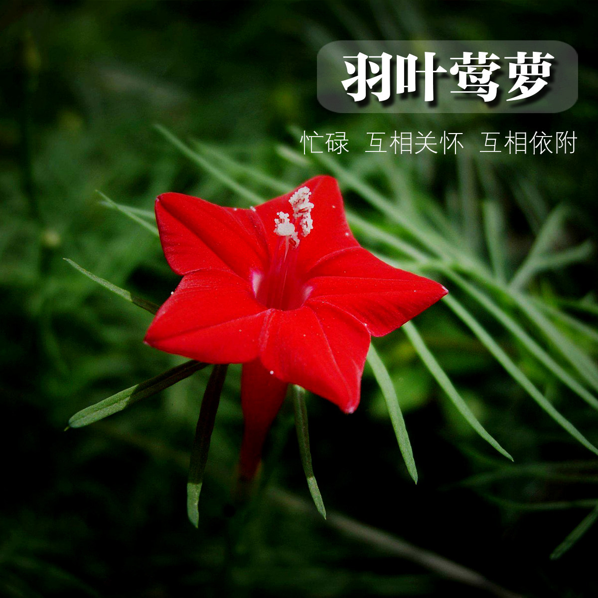 羽叶莺萝种子茑萝松五角星缠绕爬藤鸟萝花种散装阳台观花绿篱蔓藤