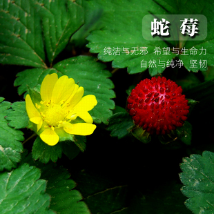 蛇莓种子野生草莓多年生园林花籽庭院盆栽花卉种子龙吐珠三爪风