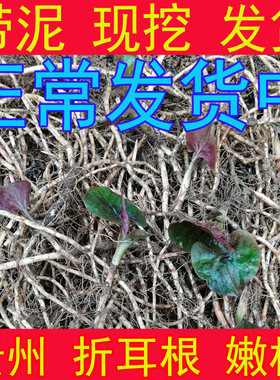 折耳根 鱼腥草 新鲜 贵州特产蔬菜农家嫩根 现挖带泥不洗无叶