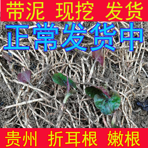 折耳根 鱼腥草 新鲜 贵州特产蔬菜农家嫩根 现挖带泥不洗无叶