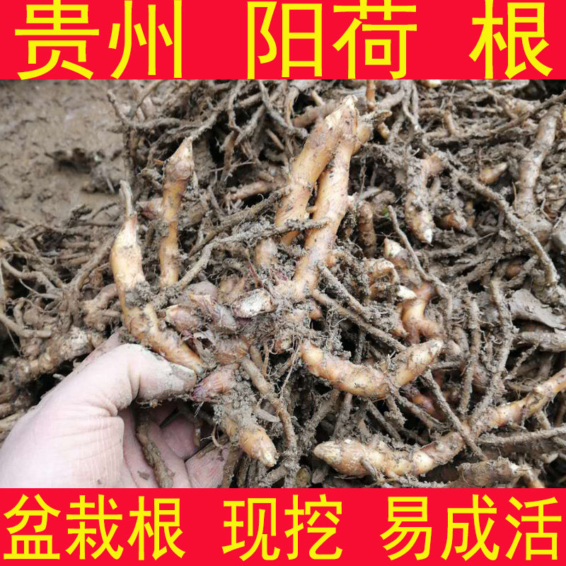 阳荷盆栽根 洋荷 阳荷姜 阳霍襄荷 阳荷根 贵州农家种植根 地开花