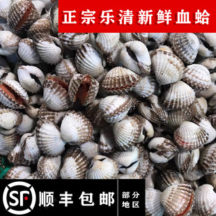 【发顺丰】温州乐清血蛤带泥鲜活中大贝壳花蛤类新鲜小泥螺哈500g