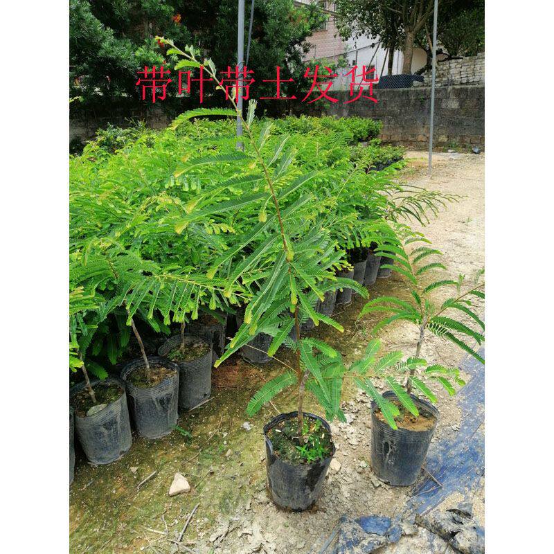 油甘果树苗 嫁接果树苗甜油甘余甘果耐寒水果苗盆栽地栽当年结果