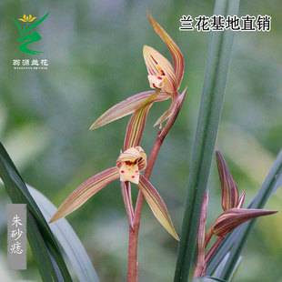 翁源兰花苗正品 寒兰朱砂痣春兰彩素带花浓香室内好养绿植花卉盆栽