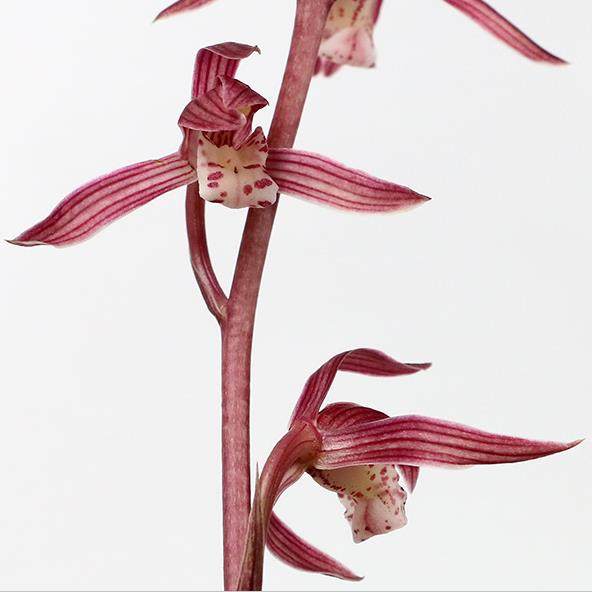 翁源兰花苗墨兰铭品桃姬现带花苞浓香室内客厅除甲醛好养绿植盆栽