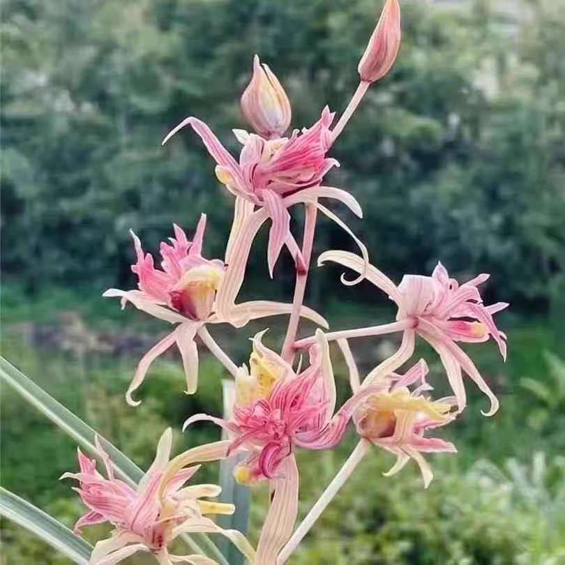 翁源兰花老种寒兰红凤奇花香好养