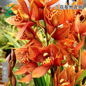 翁源兰花精品大花蕙兰醉美人带花香高档绿植花卉月下含羞好养盆栽