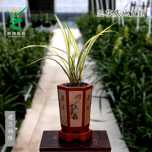 高端四季建兰花苗中透线艺草福隆