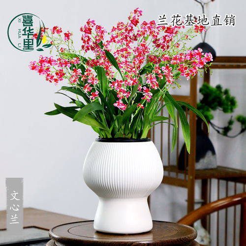 兰花苗香水梦香文心兰带花苞盆栽