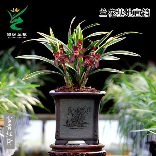 高端老种墨兰虎斑艺草富贵红荷瓣