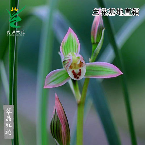 老种莲瓣兰小翠晶红轮高端兰带花
