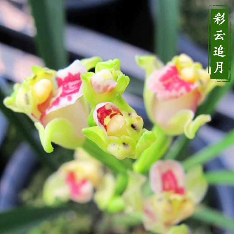 高端建兰奇花彩云追月带花香好养