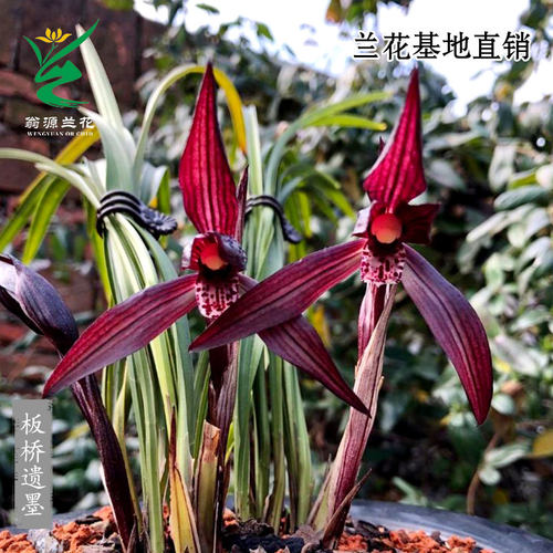 春兰红素板桥遗墨红花带花香好养