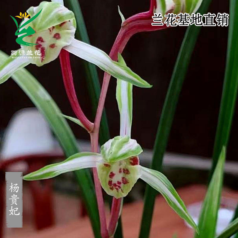 高端寒兰杨贵妃复色花花带花浓香