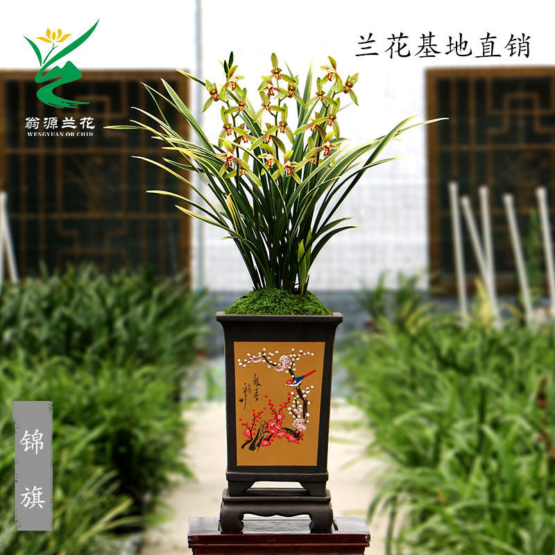 翁源兰花苗四季金边建兰开花机器锦旗锦鹤浓香室内花卉绿植物盆栽