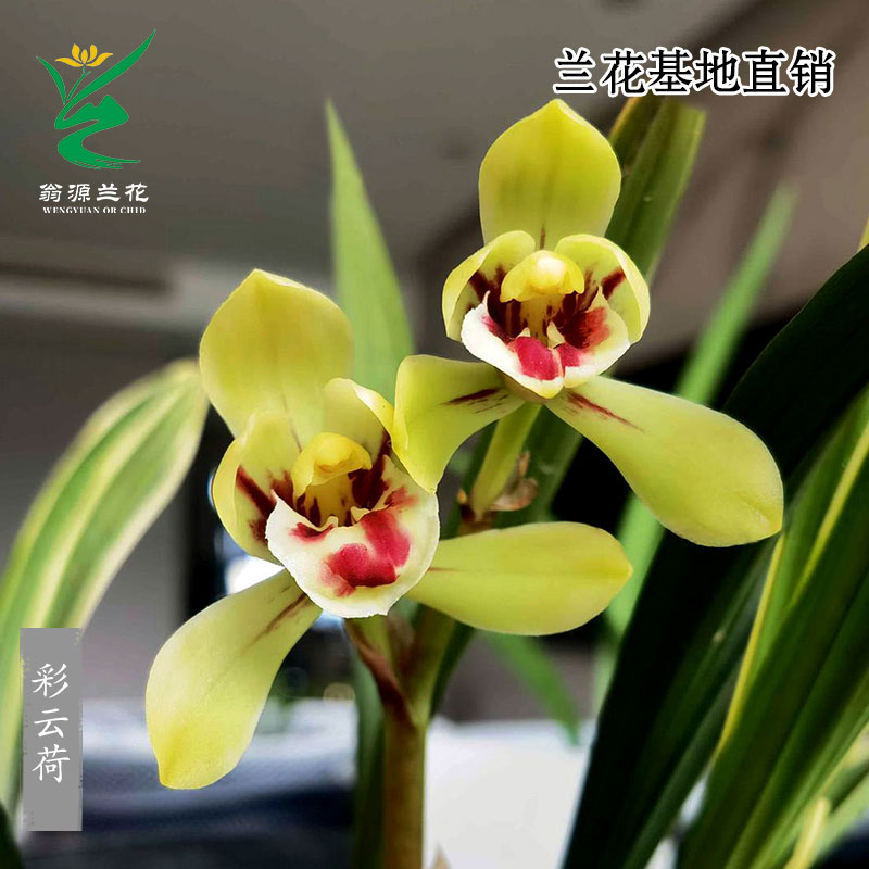 春兰名品彩云荷花艺双全带花浓香