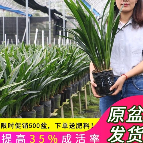 翁源兰花苗老种墨兰企黑绿叶金边