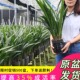 翁源兰花苗老种墨兰企黑绿叶金边除甲醛好养室内带花浓香绿植盆栽