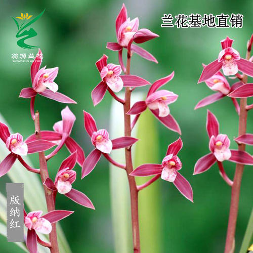 翁源老种高端墨兰秋榜版纳红花香