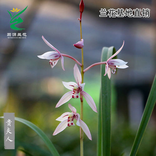 翁源老种高端四季建兰花苗贵夫人