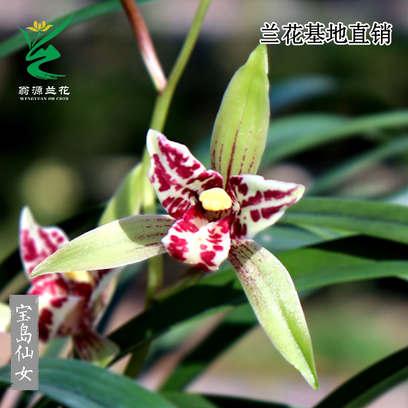 老种四季建兰宝岛仙女奇花带花香