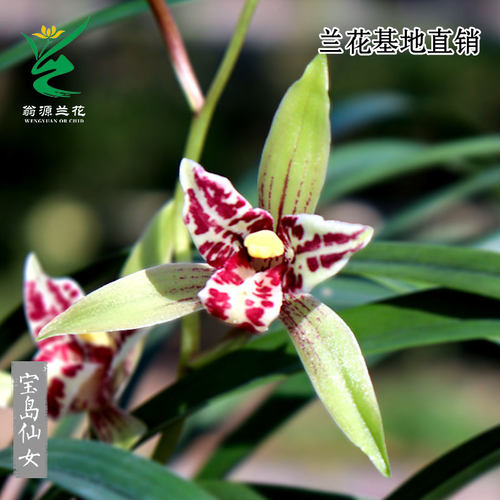 老种四季建兰宝岛仙女奇花带花香