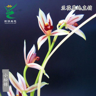 翁源兰花苗高端送春线艺小松锦老种四季建兰市长红花带花浓香好养