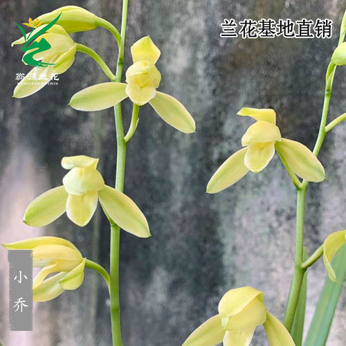 老种四季建立正品小乔荷型素花香