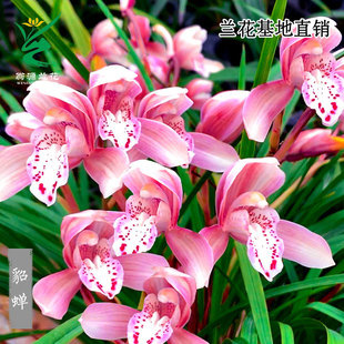 正品 蕙兰红粉佳人细叶貂婵粉蝶大花台北小姐带花浓香好养室内花卉