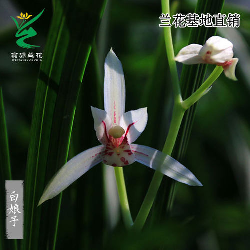 高端老种四季建兰白娘子带花浓香